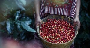 Kopi Jawa Barat dan Jawa Timur Menjadi Primadona di MICE 2024