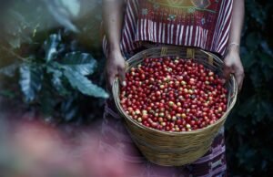 Kopi Jawa Barat dan Jawa Timur Menjadi Primadona di MICE 2024