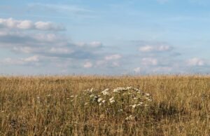 BMKG Prediksi Musim Kemarau Terjadi Mulai Bulan Mei