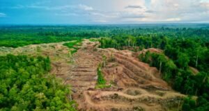 #AllEyesOnPapua: Perjuangan Masyarakat Adat Melawan Deforestasi dan Ekspansi Perkebunan Sawit