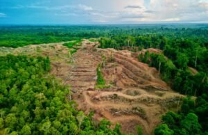 #AllEyesOnPapua: Perjuangan Masyarakat Adat Melawan Deforestasi dan Ekspansi Perkebunan Sawit