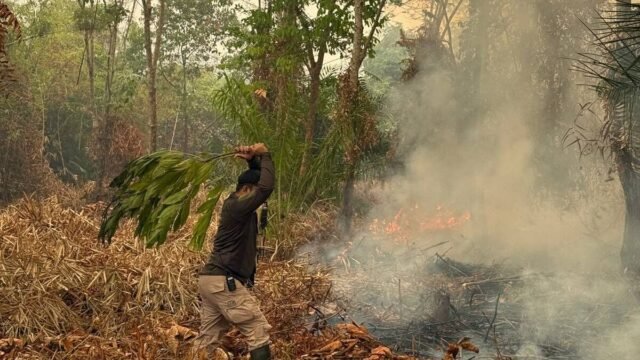 Karhutla di Desa Sutra, Sukadana, Kayong Utara Asap mengepul dari lahan yang terbakar di Desa Sutra, Sukadana, Kayong Utara, Kalimantan Barat