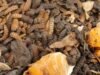 Bukan Sekadar Relawan: Mahasiswa Biologi dan Solusi Sampah Organik Bandung Raya Larva black soldier fly di atas sampah organik dalam wadah pengolahan