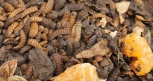 Bukan Sekadar Relawan: Mahasiswa Biologi dan Solusi Sampah Organik Bandung Raya Larva black soldier fly di atas sampah organik dalam wadah pengolahan