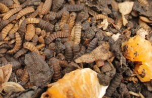 Bukan Sekadar Relawan: Mahasiswa Biologi dan Solusi Sampah Organik Bandung Raya Larva black soldier fly di atas sampah organik dalam wadah pengolahan