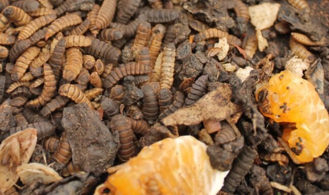 Larva black soldier fly mengurai sampah organik Larva black soldier fly di atas sampah organik dalam wadah pengolahan