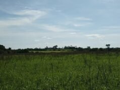 Karhutla di Taman Nasional Way Kambas: Apa Peran Mahasiswa Biologi? Vegetasi yang menghitam bekas kebakaran di Taman Nasional Way Kambas, Lampung Timur
