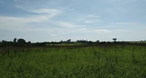 Karhutla di Taman Nasional Way Kambas: Apa Peran Mahasiswa Biologi? Vegetasi yang menghitam bekas kebakaran di Taman Nasional Way Kambas, Lampung Timur