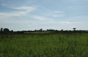 Karhutla di Taman Nasional Way Kambas: Apa Peran Mahasiswa Biologi? Vegetasi yang menghitam bekas kebakaran di Taman Nasional Way Kambas, Lampung Timur