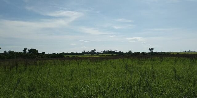 Tanaman bekas kebakaran di Taman Nasional Way Kambas Vegetasi yang menghitam bekas kebakaran di Taman Nasional Way Kambas, Lampung Timur